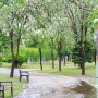 함안풍경 | 비오는 날 이팝나무 풍경