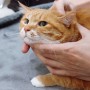 천안노령묘전문 동물병원 내안에동물병원에서 고양이 건강검진했어요