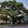 한국에서 가장 오래된 녹나무, 제주 감귤의 시초(ft.정원이 아름다운 면형의집)[1년 전 오늘]