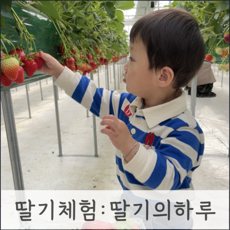 28개월, 두돌 아기랑 딸기따기 체험 :: 딸기의하루