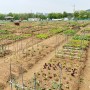 주말농장 한달 작물일기 | 감자, 당근, 고추 심기 초보농부가 되었다!