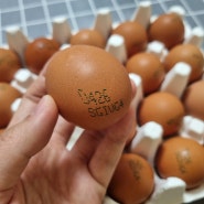 올웨이즈 올팜 두 번째 수확 계란 후기