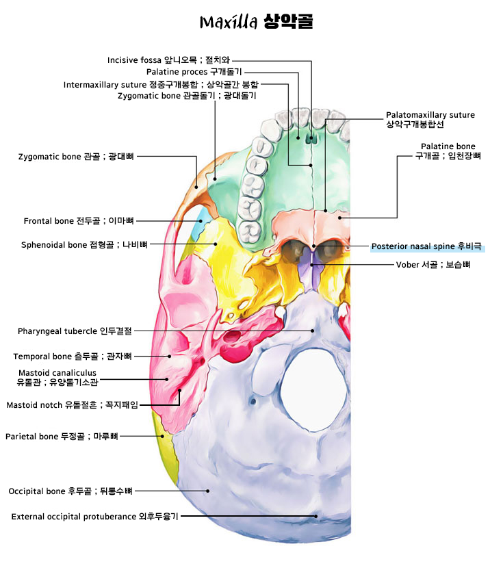 구개수근(Musculus uvulae, Palatine uvula ; 목젖근) : 네이버 블로그