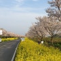 가시리 녹산로 유채꽃 벚꽃길