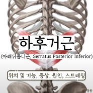 하후거근 위치 기능 허리 통증 예방 스트레칭 (아래뒤톱니근, Serratus Posterior Inferior)