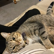 🥝뉴질랜드 일상 - 귀여운 고양이 미샤와 함께 한 한 주🐱🐈(2023.05.01~07)🇳🇿