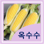 옥수수 효능 활용 부작용 (치아건강에 좋은 옥수수대)