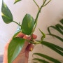 스킨답서스 수경재배 번식 키우기 쉬운 공기정화식물