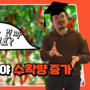 고추비료의 기본, 질소/인산/가리 비료 효과 총정리 | 야라코리아