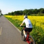 노란색으로 눈부시게 빛나는 탄천 유채꽃밭의 자전거 라이딩입니다.