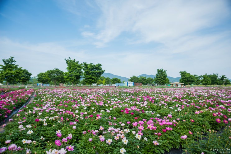 [경남/함안] 함안 강나루생태공원, 작약꽃 그리고 청보리