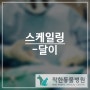 스케일링 -달이/ 반여동동물병원/반여착한동물병원/안락동동물병원/재송동동물병원/반송동물병원/강아지중성화/고양이중성화/강아지건강검진/강아지스케일링