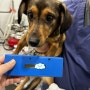 독일로 강아지 고양이 데려가는 방법 : 독일 베를린으로 가는 믹스견 우마 광견병 항체가 검사 동물검역 동물운송 절차 비용