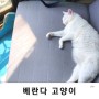 햇빛 좋아하는 고양이 일상(베란다 냥이)