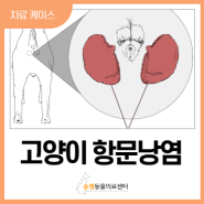 고양이항문낭염, 항문파열로 고양이 엉덩이에서 고름이 나와요(경기광주 ISFM 송정동물의료센터)