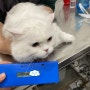일본 오사카 공항으로 가는 먼치킨 매매 : 강아지 고양이 일본 데려가는 방법 절차 광견병 검사 수입허가서 비용