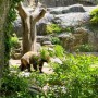 큰곰이는 브롱스 동물원에...!(Bronx Zoo)