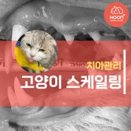 고양이전문병원 고양이 스케일링 수술