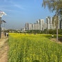 2023 유채 찬란 한강공원 유채꽃축제!