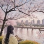 서울 4월 가볼만한곳 벚꽃명소 잠실 석촌호수 🌸