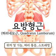 요방형근 기시 통증 스트레칭 (허리네모근, Quadratus Lumborum)