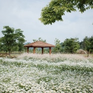 [리코GR2] 함안 샤스타데이지 명소 악양생태공원 데이지꽃 꽃구경