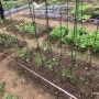 주말농장 : 5월 2주차 방울토마토 지주대 세우기, 루꼴라/상추/얼갈이 수확하기
