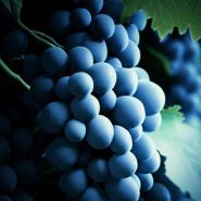 와인 델라웨어 포도 효능. 칼로리 및 영양성분. 껍질 및 부작용