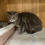 태국 에서 호주 멜버른으로 가는 동물검역 절차를 시작한 스코티쉬폴드 고양이들 : 반려동물 강아지 고양이 호주 입국 출국 이민 절차 비용 수입허가서 광견병 검사 2차검사 방법