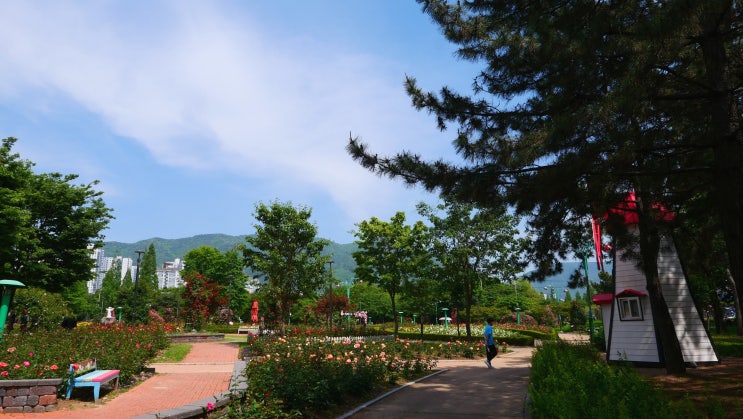 경남 가볼만한곳 : 창원 장미공원 장미축제 5월 꽃구경
