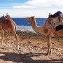 이집트 여행 다합 블루홀 스노클링과 사막 사파리 낙타 투어 베두인 캠프