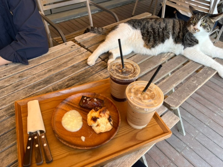 고양이가 맛있고 커피가 귀여운 용인 카페 슬로우제이커피공장
