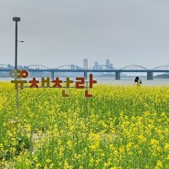 서래섬 유채꽃축제 손목닥터 9988 따릉이 이용권 이벤트