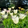 On the Garden as Pleasure , 튤립 Tulips