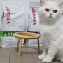벨릭서 고양이처방사료 고양이비만 피부 결석에 도움되는 수의사추천 사료