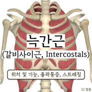 늑간근 위치 흉곽통증 스트레칭 (갈비사이근, Intercostals)