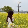 5월 서울 가볼만한곳 한강 서래섬 유채꽃 축제
