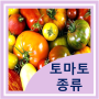 토마토 종류 품종 특징