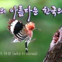 아름다운 한국의 5월의 새