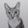 청주 일러스트 학원 반려동물 반려묘 초상화 고양이 연필 드로잉