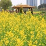 청라호수공원 유채꽃밭 나들이와 청라음악분수 운영시간