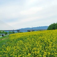 [4년 전 오늘] 노란 유채꽃을 찾아 떠난 자전거라이딩