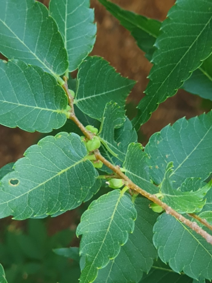 느티나무(Sawleaf Zelkova) (23.5월) : 네이버 블로그