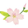 [손그림 그리기] 스마트폰 손그림. 벚꽃 그리기