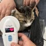 스페인으로 강아지 고양이 데려가기 : 유럽 스페인 동물검역 동물운송 광견병 접종과 광견병항체가검사 절차 비용