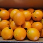 블랙라벨 오렌지대과 구매한 후기