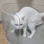 응고력 좋은 고양이 벤토나이트모래 추천 냥프레쉬 버킨샌드