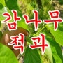 상주곶감 나무 적과 열매솎기 상주외삼촌