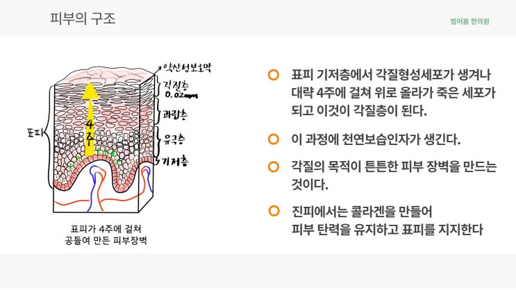 피부의 노화 : 피부의 구조 (1) 표피와 진피 : 네이버 블로그