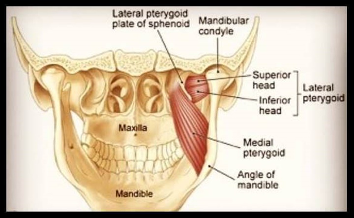 외측익상근(lateral pterygoid)의 기능과 이완법 : 네이버 블로그